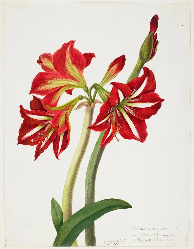 E F Seedling Amaryllis 1819 Wall Art by Priscilla Susan Bury - High-Resolution Digital Print