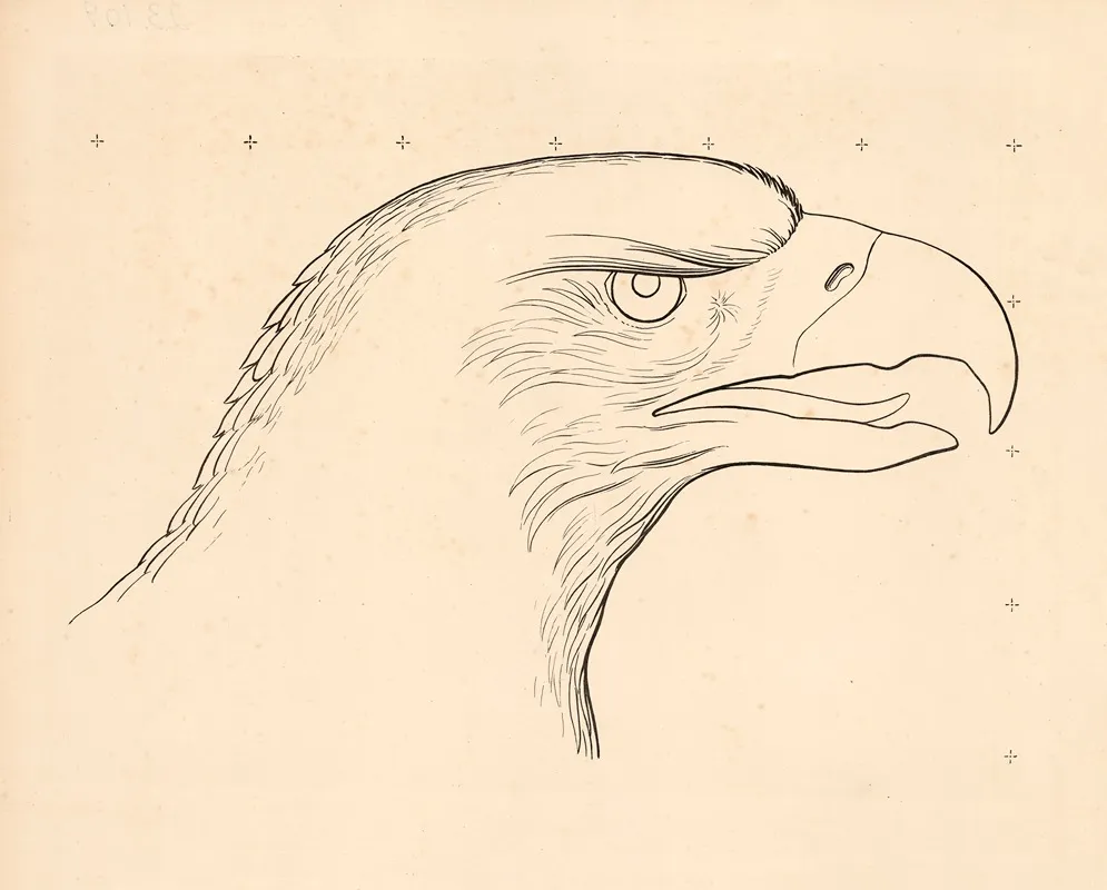 Eagle Head Wall Art by Carl Ludvig Petersen - High-Resolution Digital Print