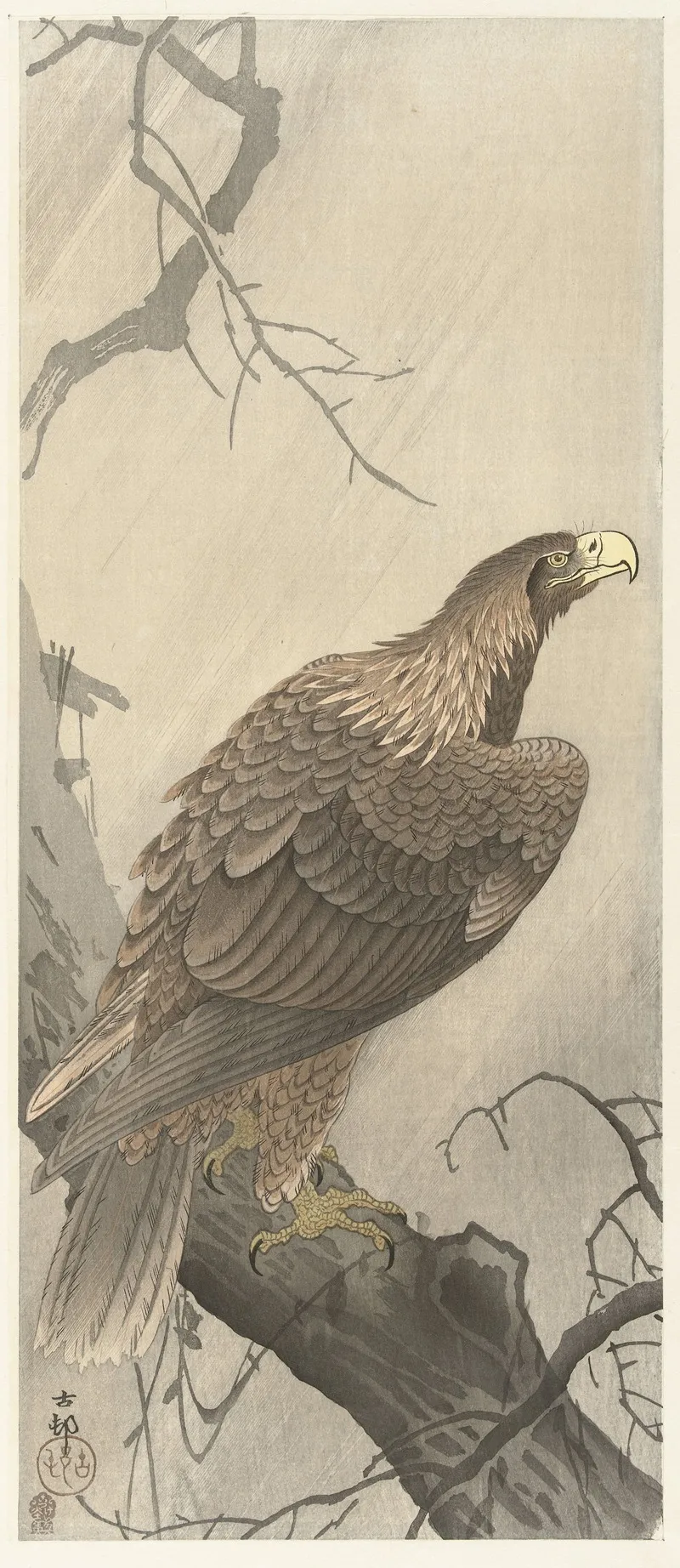 Eagle On Tree Branch