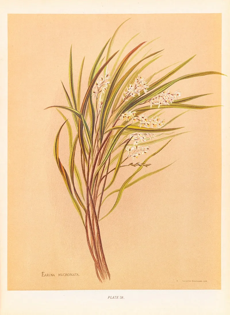 Earina Mucronata Wall Art by Georgina Burne Hetley - High-Resolution Digital Print