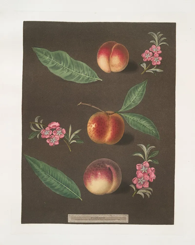 Early Barrington Buckingham Minion And The Barrington Peaches Wall Art by George Brookshaw - High-Resolution Digital Print
