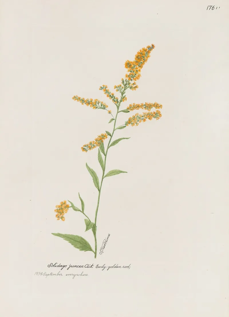 Early Golden Rod Wall Art by S. Fred Prince - High-Resolution Digital Print