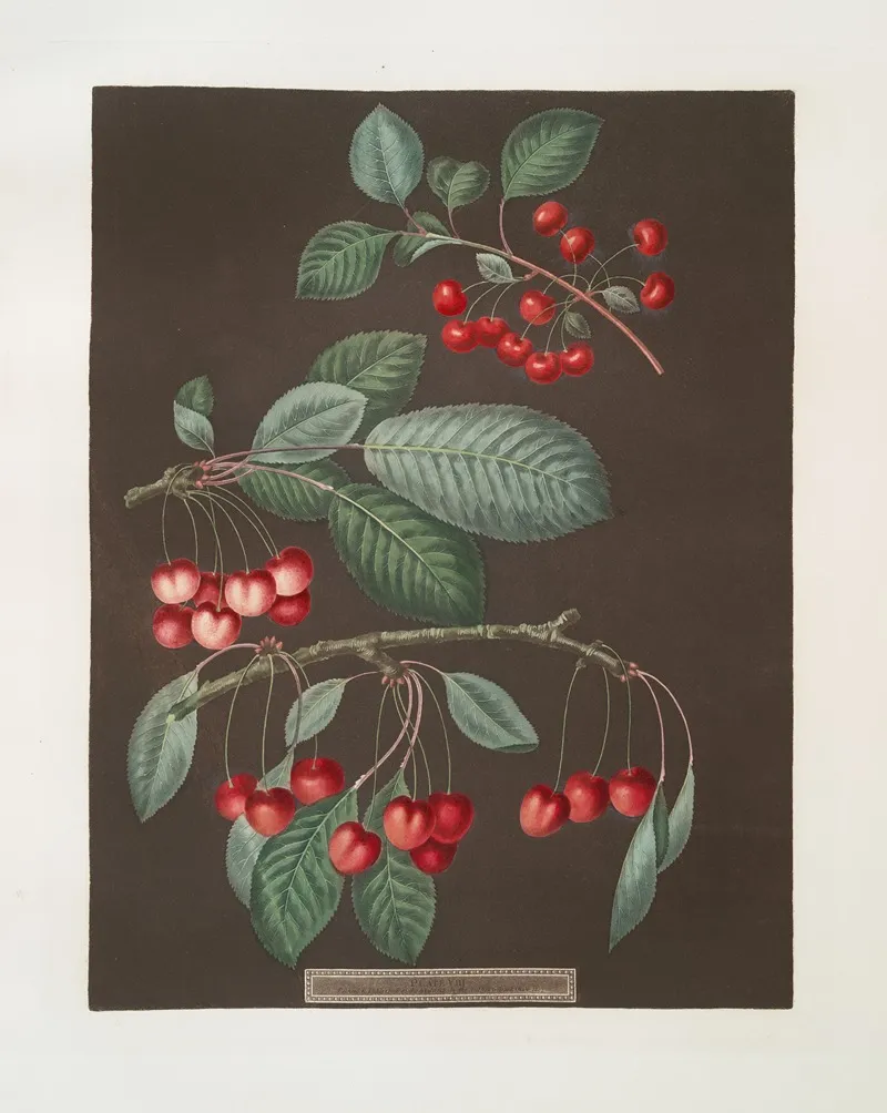 Early May Adams Crown And Red Heart Cherries Wall Art by George Brookshaw - High-Resolution Digital Print