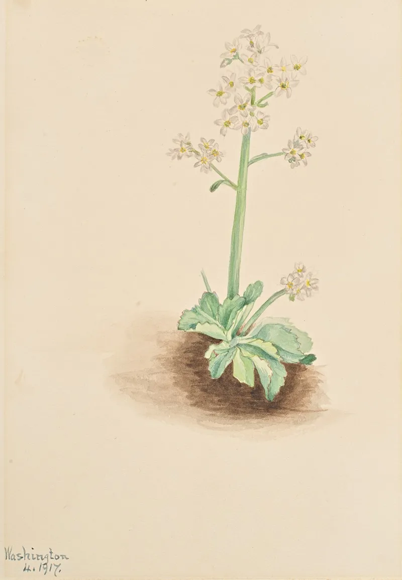 Early Saxifrage Saxifraga Virginiensis