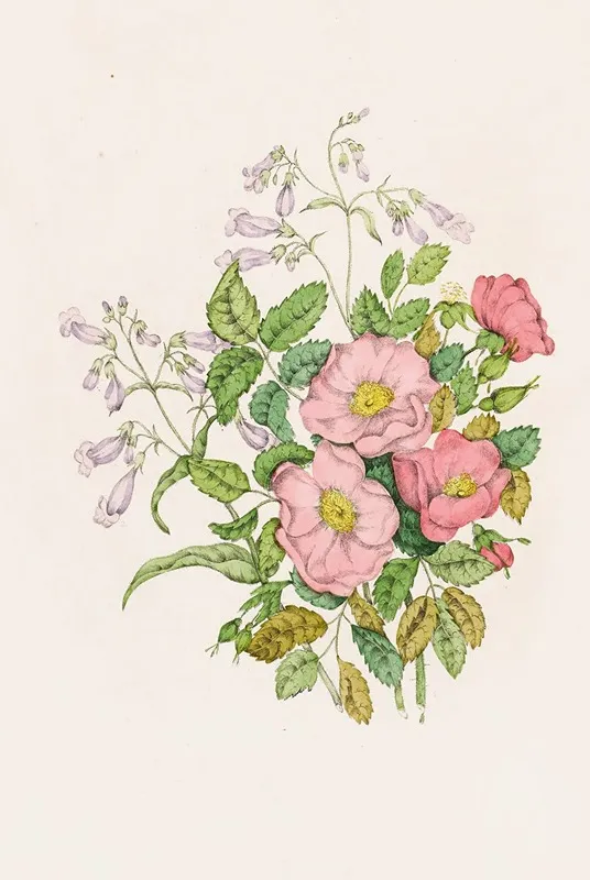 Early Wild Rose Pentstemon Beard Tongue Wall Art by Agnes Fitzgibbon - High-Resolution Digital Print