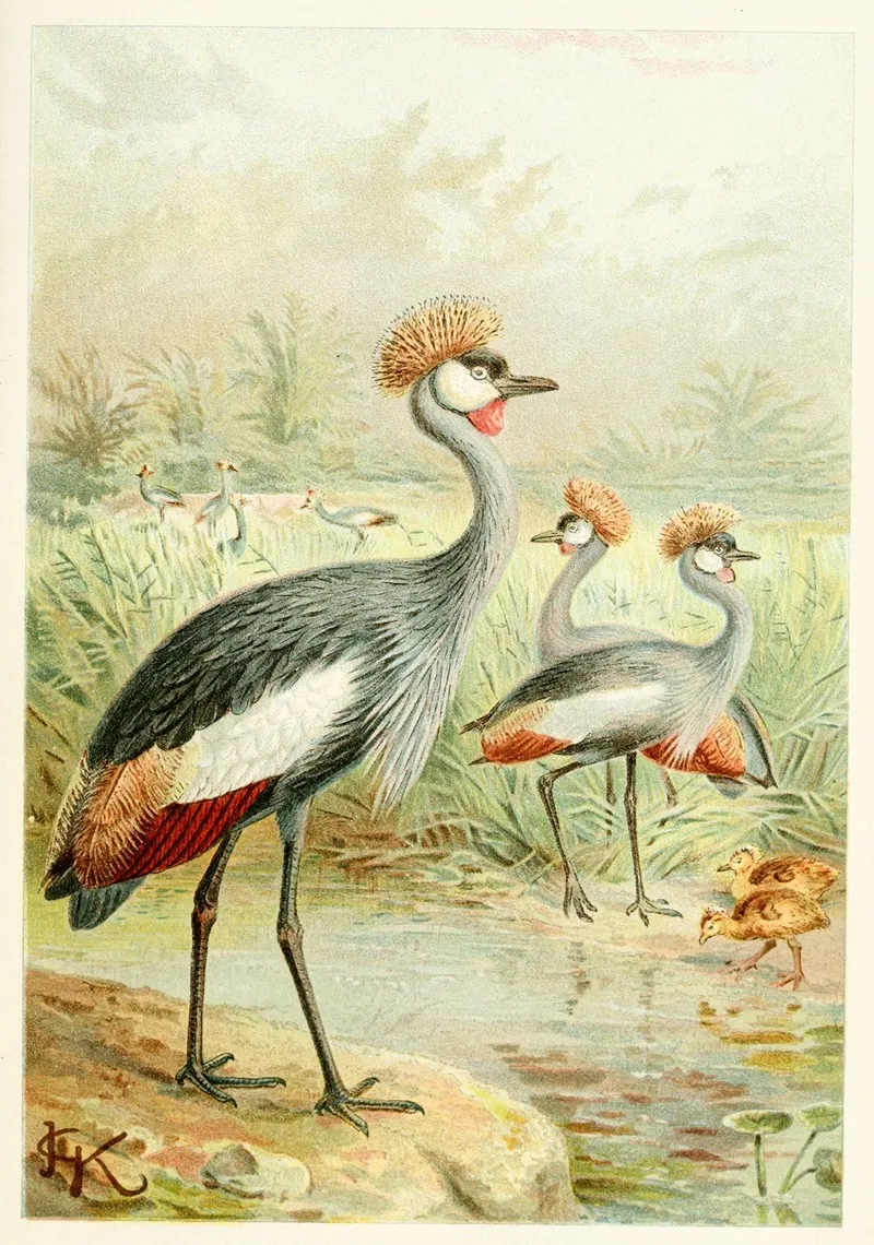 East African Balearic Crane Wall Art by Anonymous - High-Resolution Digital Print