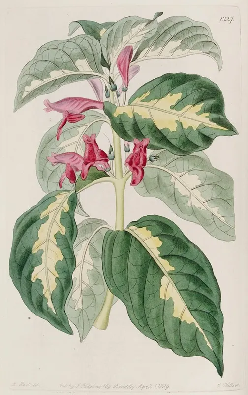East Indian Caricature Plant Wall Art by Sydenham Edwards - High-Resolution Digital Print