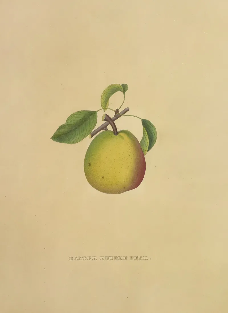 Easter Beurre Pear Wall Art by Dellon Marcus Dewey - High-Resolution Digital Print