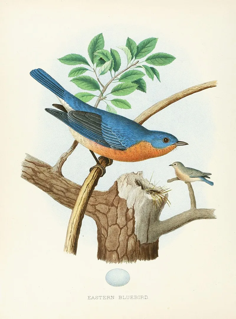 Eastern Bluebird Wall Art by Edwin L. Sheppard - High-Resolution Digital Print