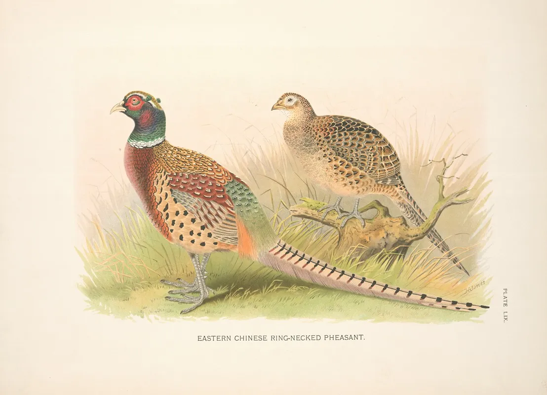 Eastern Chinese Ring Necked Phaesant Phasianus Colchicus Torquatus Wall Art by Henry Jones - High-Resolution Digital Print