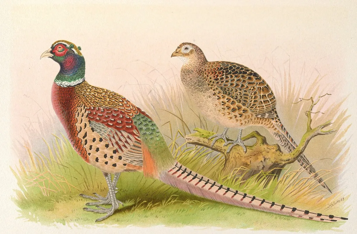 Eastern Chinese Ring Necked Pheasant Wall Art by Henry Jones - High-Resolution Digital Print