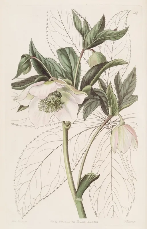 Eastern Hellebore Wall Art by Sydenham Edwards - High-Resolution Digital Print