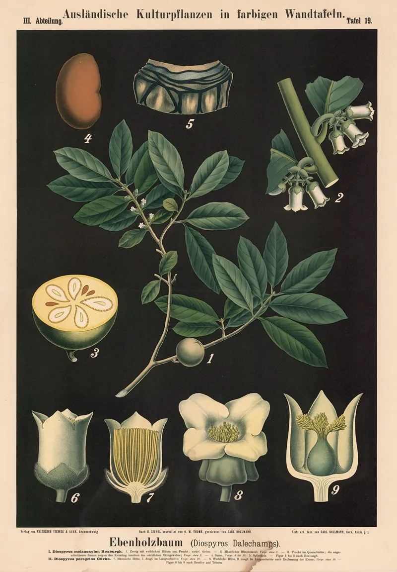 Ebenholzbaum Diospyros Dalechamps Wall Art by Carl Bollmann - High-Resolution Digital Print