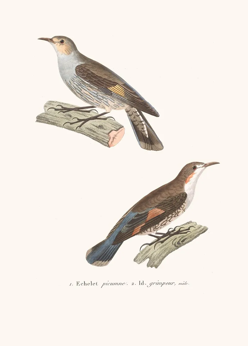Echelet Picumne Wall Art by Coenraad Jacob Temminck - High-Resolution Digital Print