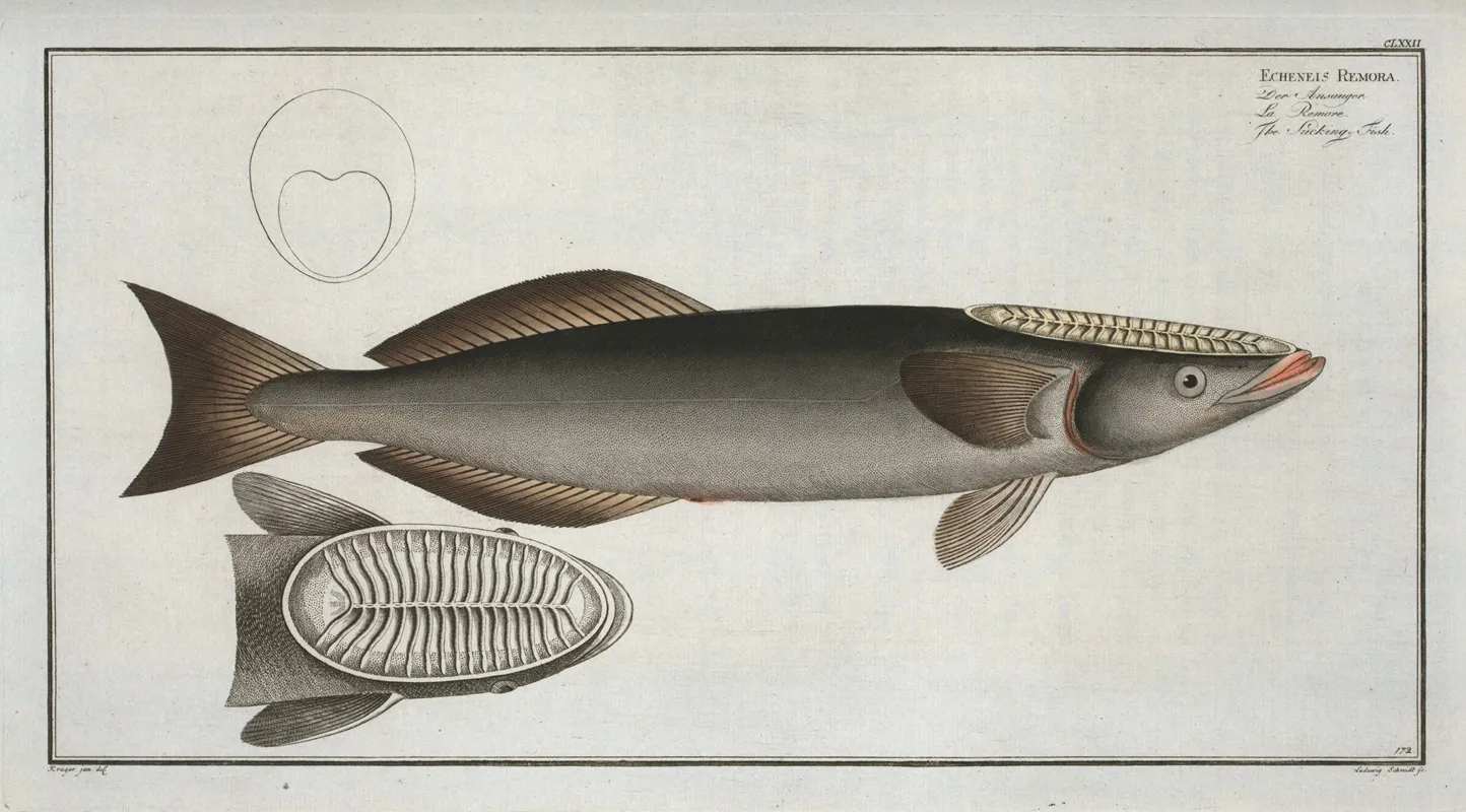 Echeneis Remora The Sucking Fish Wall Art by Marcus Elieser Bloch - High-Resolution Digital Print