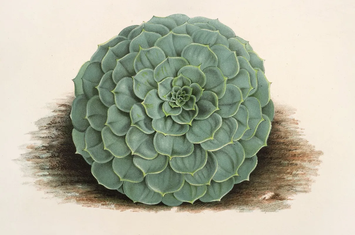 Echeveria Rosacea Wall Art by Charles Antoine Lemaire - High-Resolution Digital Print