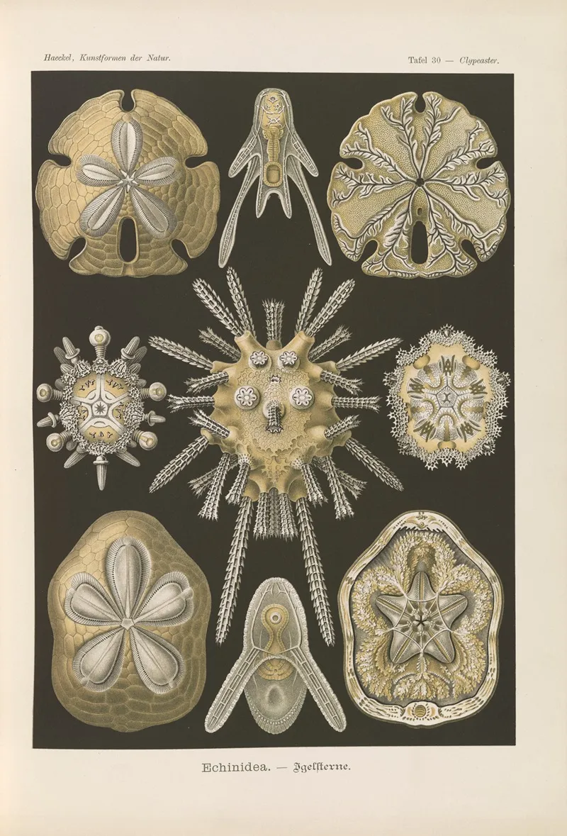 Echinidea Igelsterne 2 Wall Art by Ernst Haeckel - High-Resolution Digital Print
