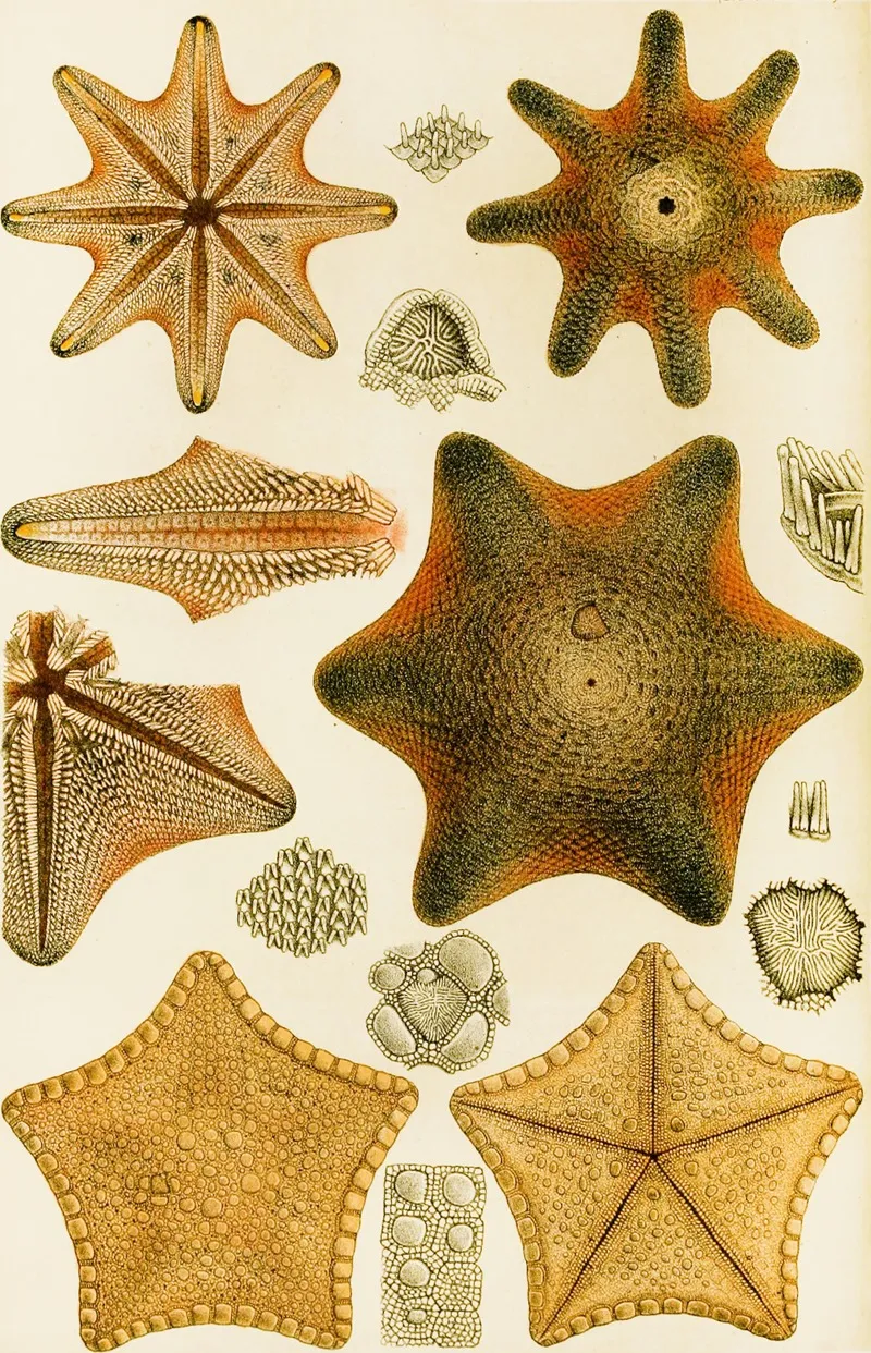 Echinodermata Wall Art by Frederick McCoy - High-Resolution Digital Print