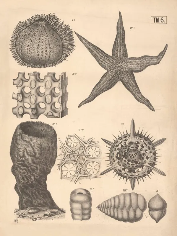 Echinoderms Wall Art by A. Brass - High-Resolution Digital Print