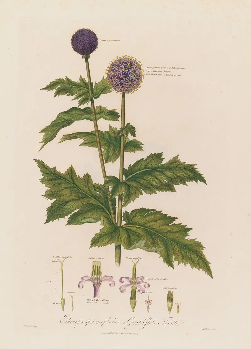 Echinops Spaerocephalus Or Great Globe Thistle Wall Art by Robert John Thornton - High-Resolution Digital Print