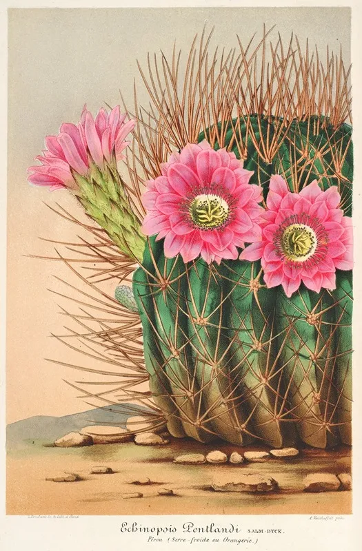 Echinopsis Pentlandi Wall Art by Charles Antoine Lemaire - High-Resolution Digital Print