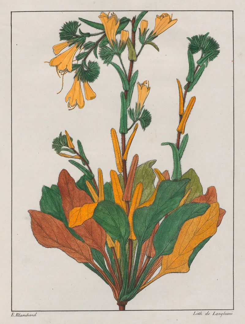 Echium Plantagineum Wall Art by Auguste de Saint-Hilaire - High-Resolution Digital Print