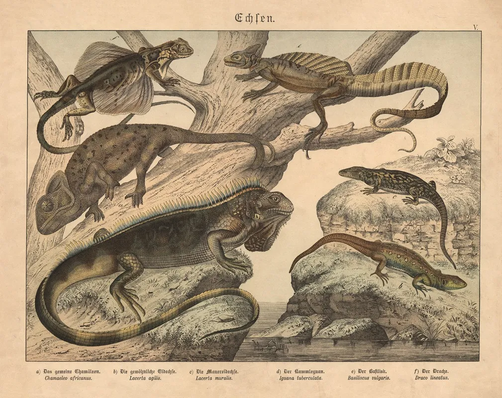 Echsen A Das Gemeine Chamaleon B Die Gewohnliche Eidechse C Die Mauereidechse D Der Kammleguan Wall Art by Gotthilf Heinrich von Schubert - High-Resolution Digital Print