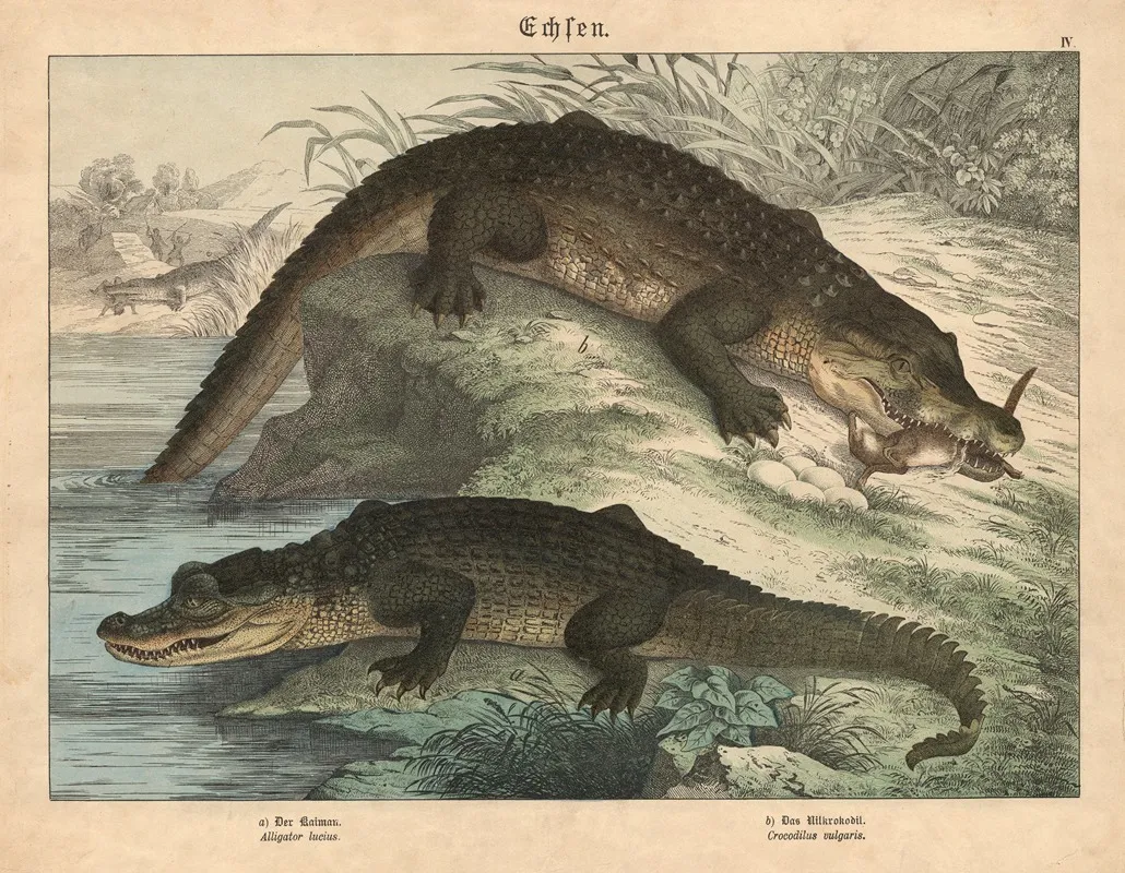 Echsen A Der Kaiman B Das Nilkrokodil Wall Art by Gotthilf Heinrich von Schubert - High-Resolution Digital Print