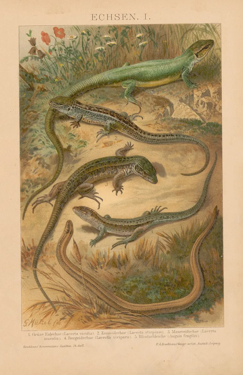Echsen Wall Art by Gustav Mützel - High-Resolution Digital Print