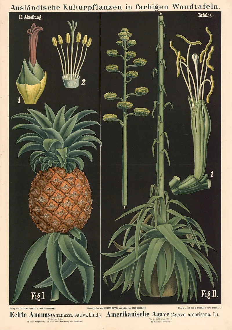 Echte Ananas Ananassa Sativa Lind Amerikanischer Agave Agave Americana L Wall Art by Carl Bollmann - High-Resolution Digital Print
