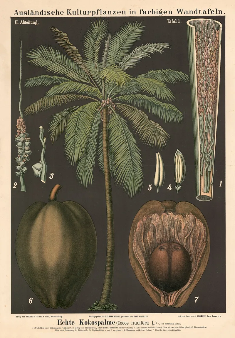 Echte Kokospalme Cocos Nucifera L Wall Art by Carl Bollmann - High-Resolution Digital Print