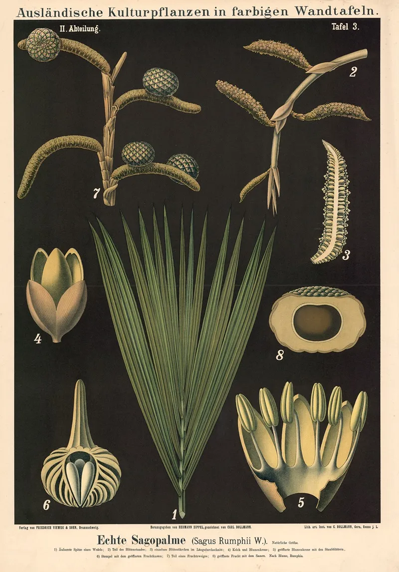 Echte Sagopalme Sagus Rumphii W Wall Art by Carl Bollmann - High-Resolution Digital Print