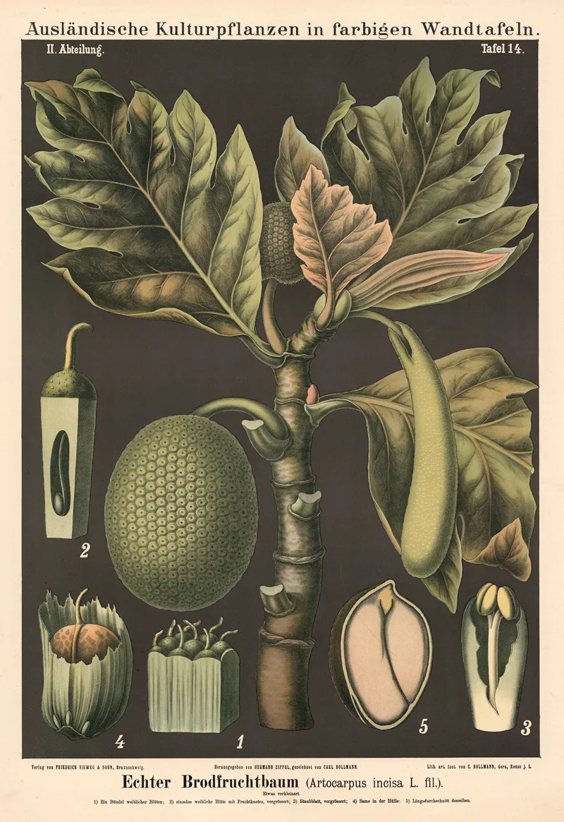 Echter Brodfruchtbaum Artocarpus In Cisa L Fil Wall Art by Carl Bollmann - High-Resolution Digital Print