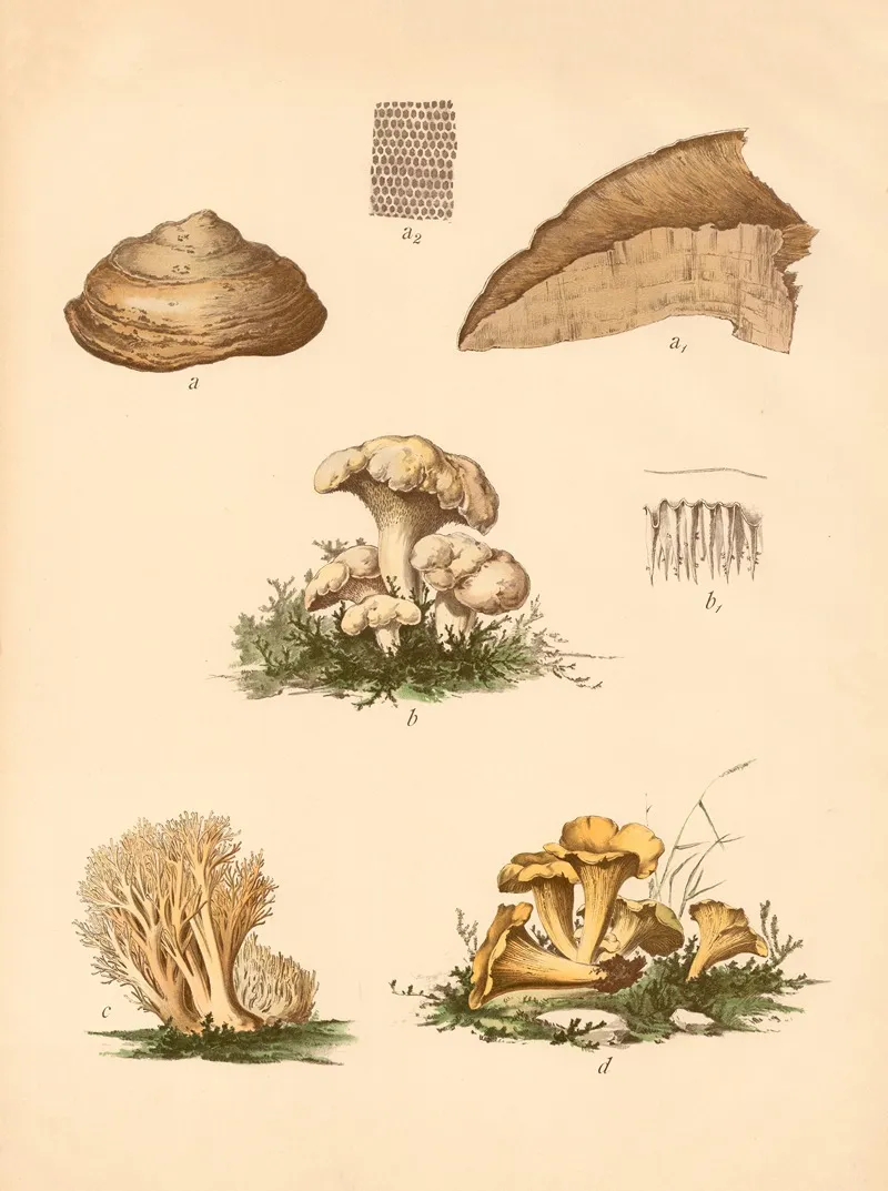 Echter Feuer Oder Zunderschwamm Stachelpilz Goldgelber Keulenpilz Eierschwamm Wall Art by C. Dietrich - High-Resolution Digital Print