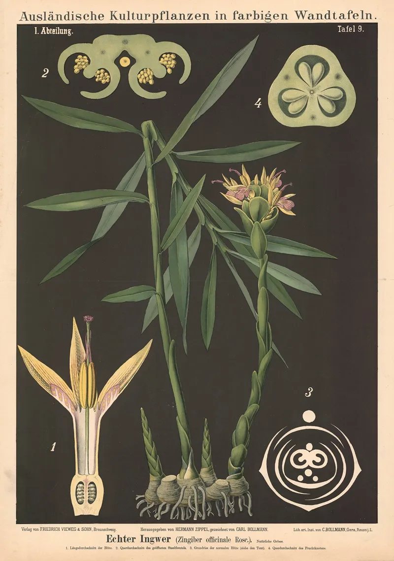 Echter Ingwer Zingiber Officinale Rose Wall Art by Carl Bollmann - High-Resolution Digital Print