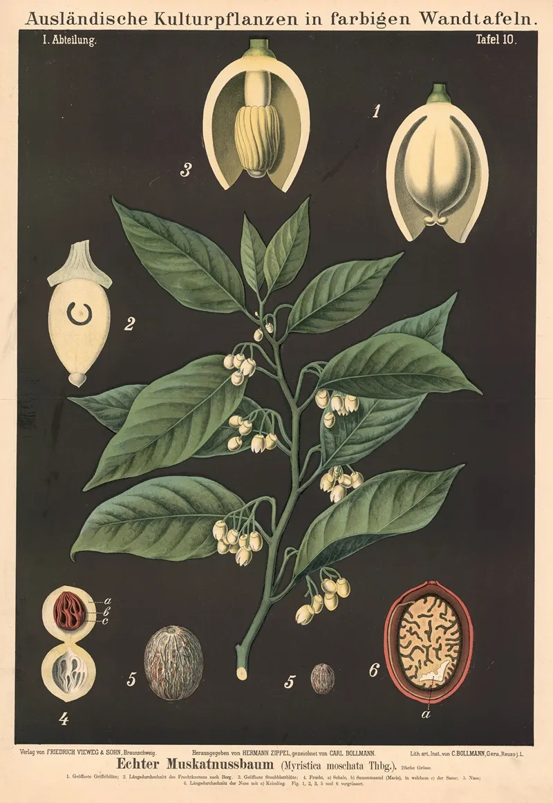 Echter Muskatnussbaum Myristica Moschata Thbg Wall Art by Carl Bollmann - High-Resolution Digital Print