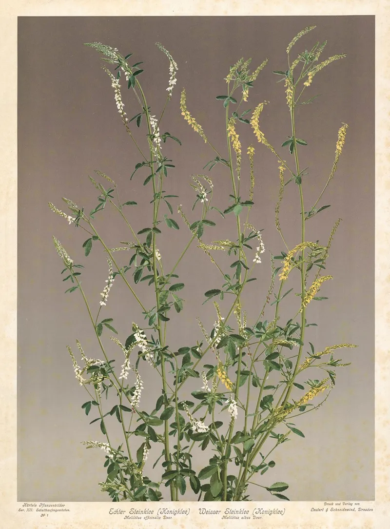 Echter Steinklee Honigklee Weisser Steinklee Honigkleemelilotus Officinalis Desr Melilotus Albus Desr Wall Art by Leutert &amp; Schneidewind - High-Resolution Digital Print