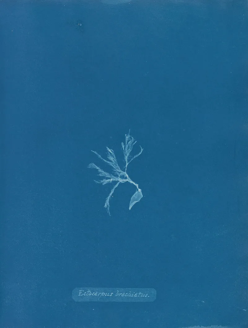 Ectocarpus Brachiatus Wall Art by Anna Atkins - High-Resolution Digital Print