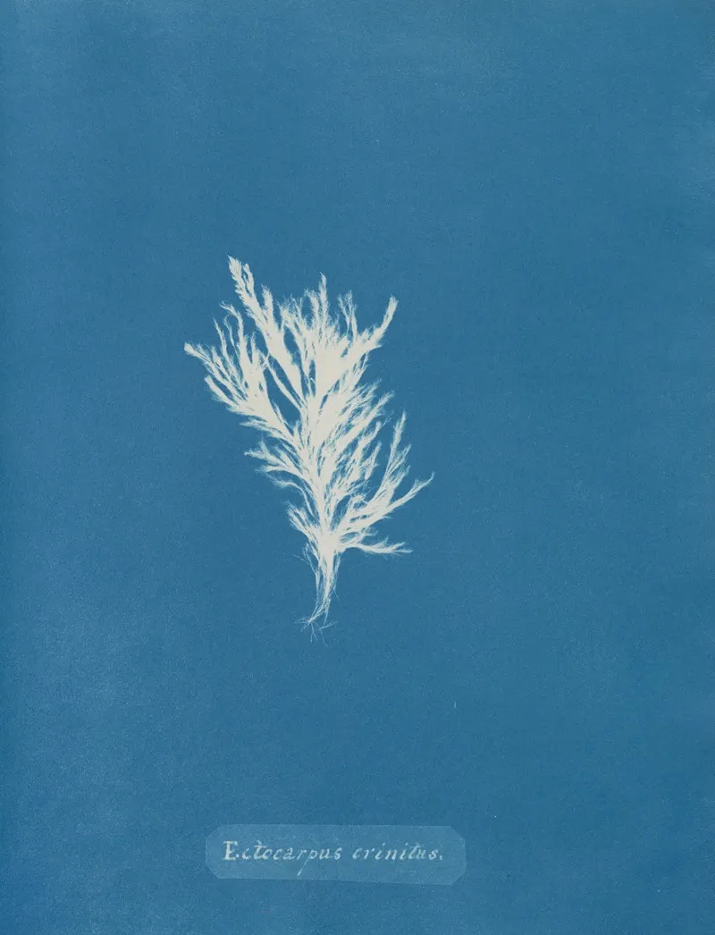 Ectocarpus Crinitus 2 Wall Art by Anna Atkins - High-Resolution Digital Print