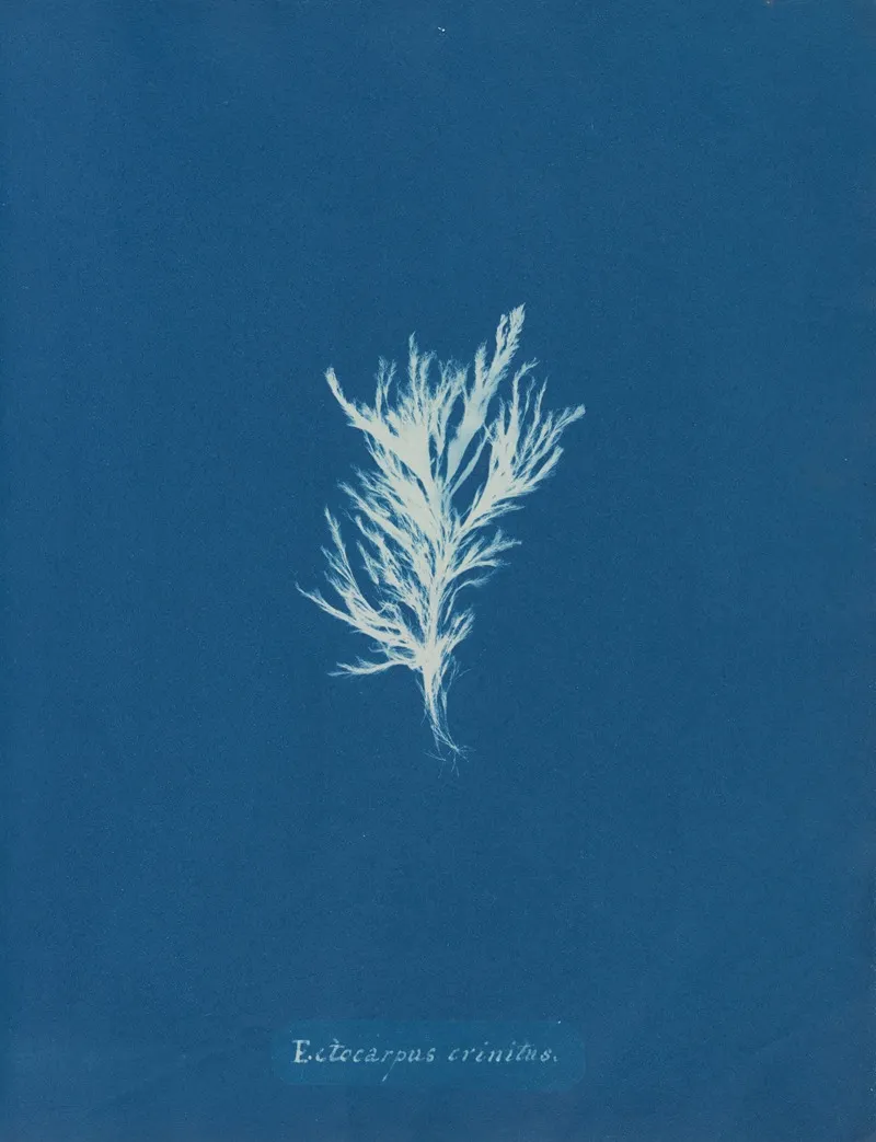 Ectocarpus Crinitus Wall Art by Anna Atkins - High-Resolution Digital Print