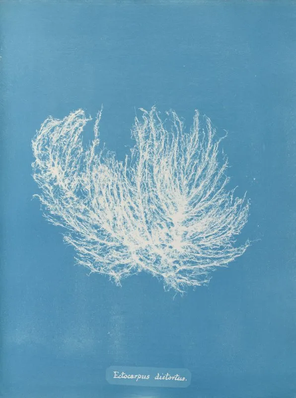 Ectocarpus Distortus Wall Art by Anna Atkins - High-Resolution Digital Print