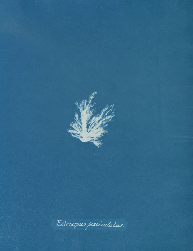 Ectocarpus Fasciculatus 2 Wall Art by Anna Atkins - High-Resolution Digital Print
