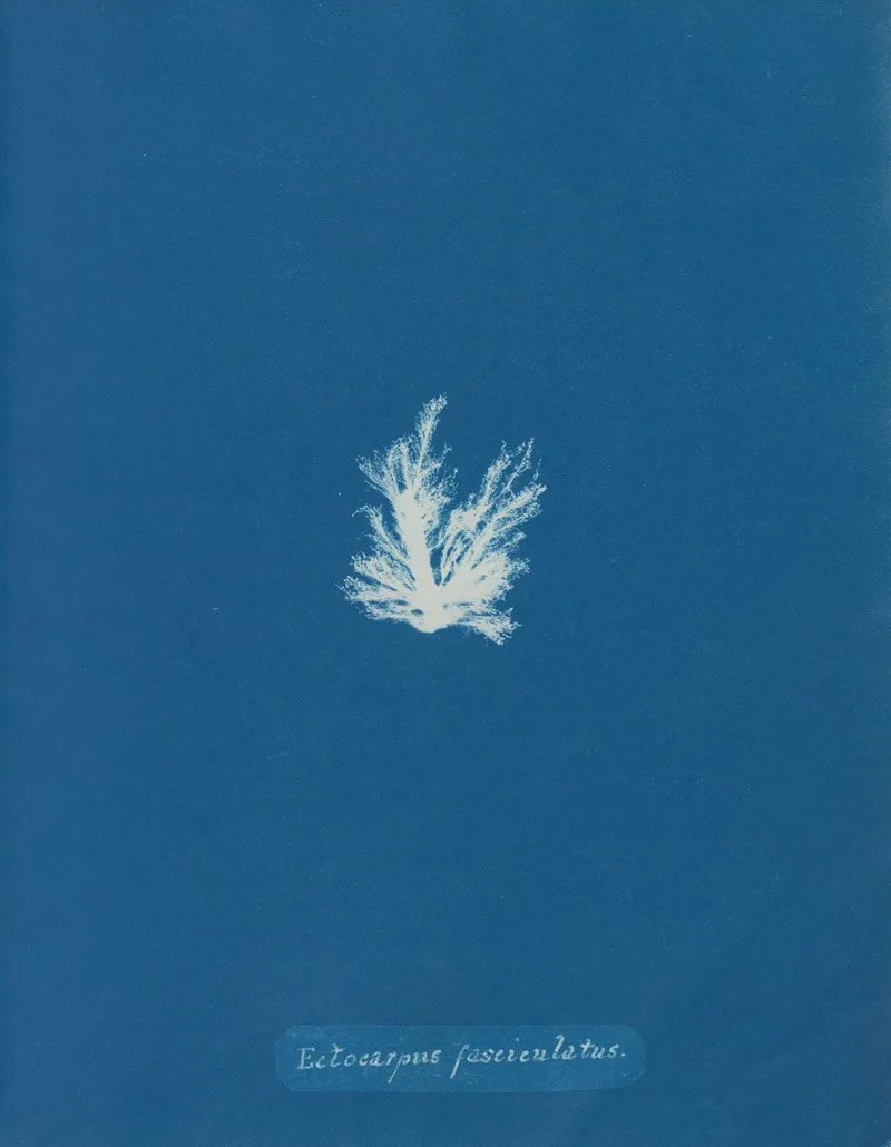 Ectocarpus Fasciculatus Wall Art by Anna Atkins - High-Resolution Digital Print