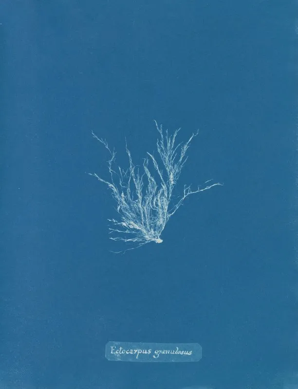 Ectocarpus Granulosus 2 Wall Art by Anna Atkins - High-Resolution Digital Print