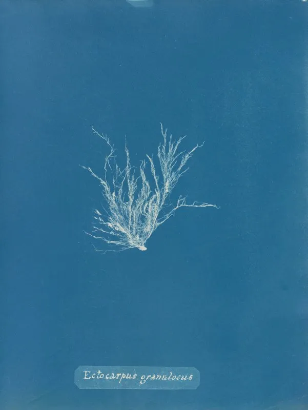 Ectocarpus Granulosus Wall Art by Anna Atkins - High-Resolution Digital Print