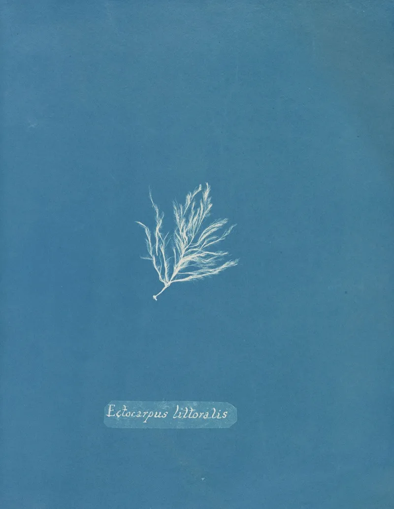 Ectocarpus Littoralis 2 Wall Art by Anna Atkins - High-Resolution Digital Print