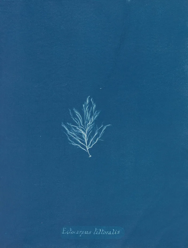 Ectocarpus Littoralis Wall Art by Anna Atkins - High-Resolution Digital Print