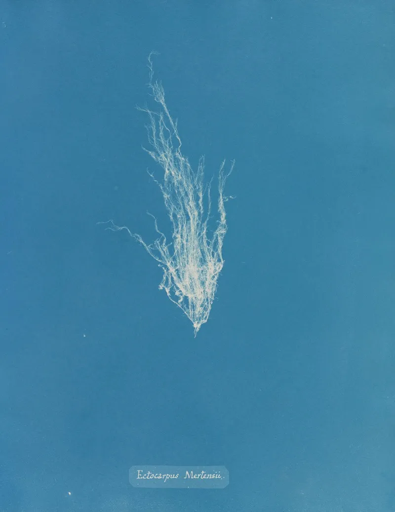 Ectocarpus Mertensii Wall Art by Anna Atkins - High-Resolution Digital Print