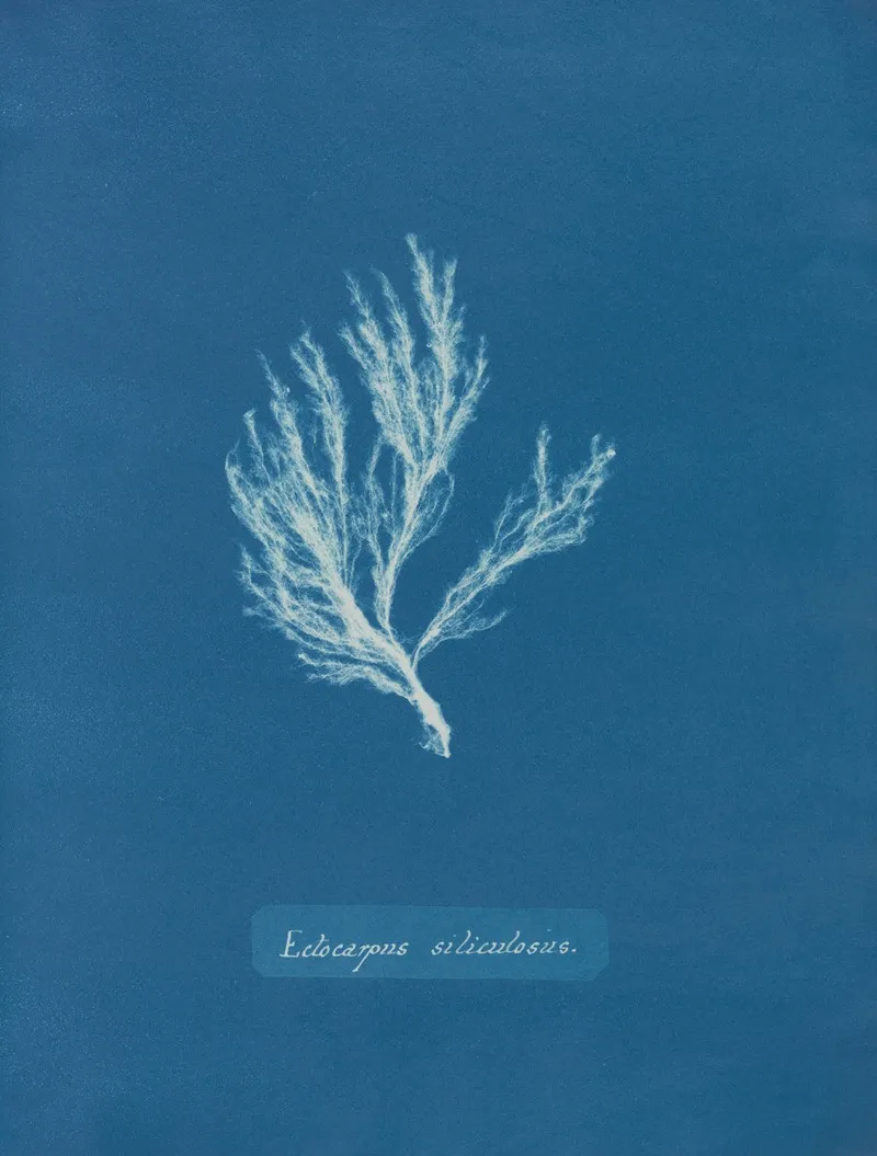 Ectocarpus Siliculosus 2 Wall Art by Anna Atkins - High-Resolution Digital Print
