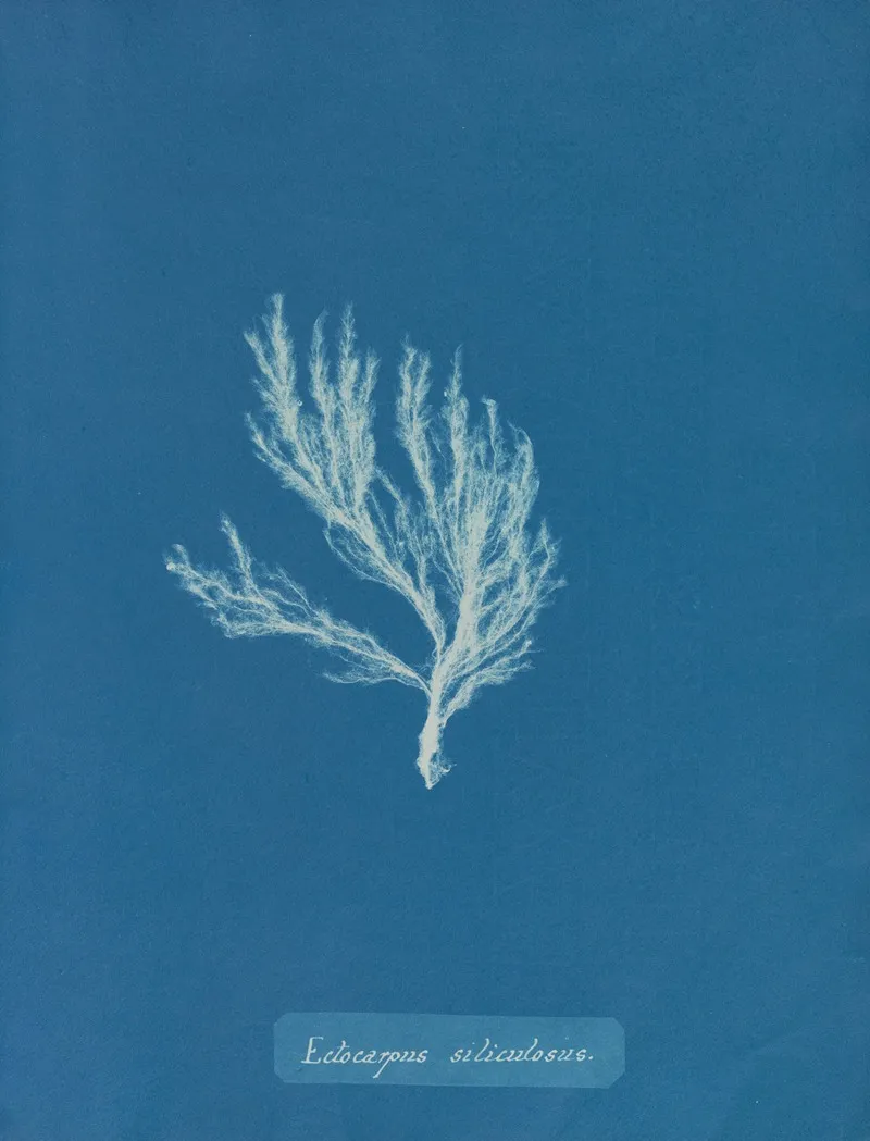 Ectocarpus Siliculosus Wall Art by Anna Atkins - High-Resolution Digital Print